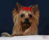 Yorkshire Terrier 9Y110D-042